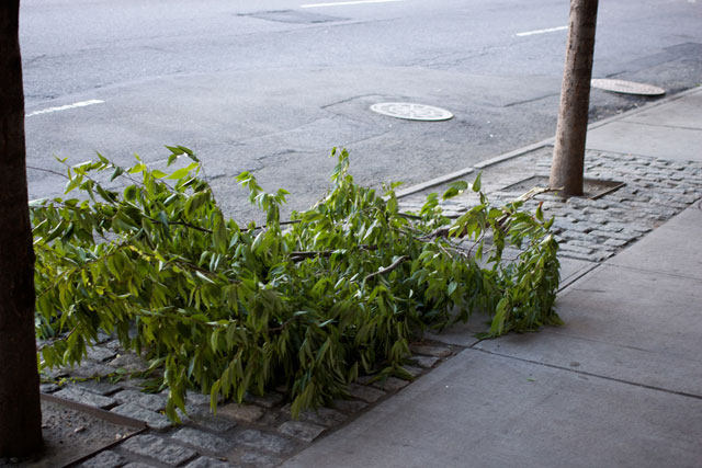 A large section of a tree cut down on the sidewalk