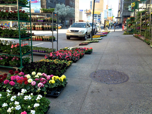 Flowers for sale at the Chelsea Garden Center